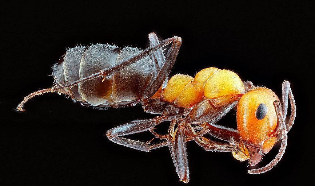 Ant Control service in Bowling Green, KY