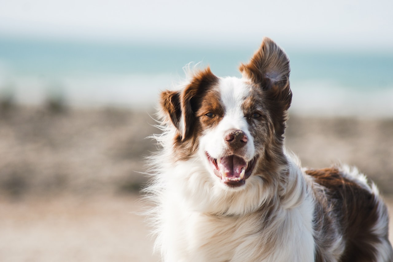 Flea & Tick Control service in Bowling Green, KY