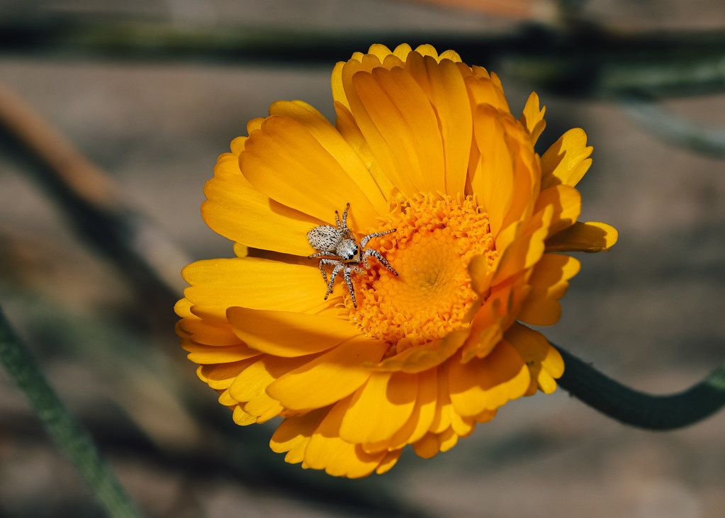 Spider Control service in Bowling Green, KY